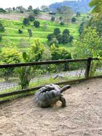 Feeding Animals in the Bentong Farm