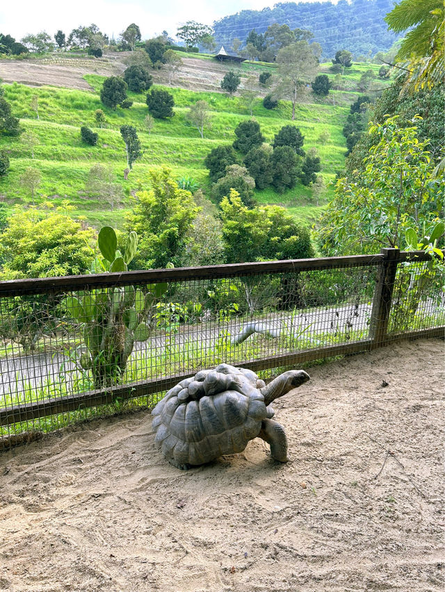 Feeding Animals in the Bentong Farm
