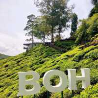🌄 Vwrdant Beauty at Cameron Highlands 🍵