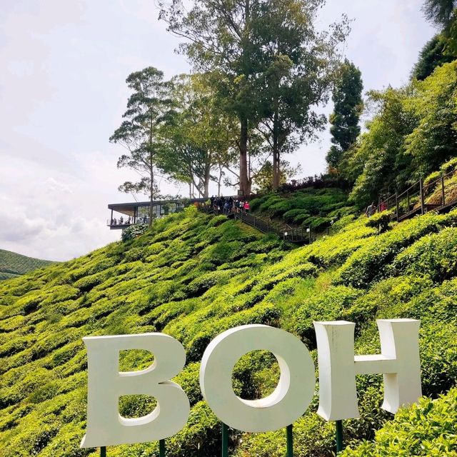 🌄 Vwrdant Beauty at Cameron Highlands 🍵
