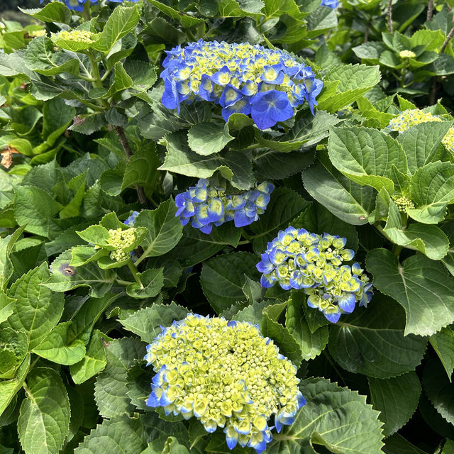 🌸繡球花季開跑囉🏃‍♀️🏃‍♀️🏃‍♀️