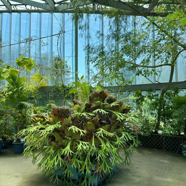 「沖繩東南植物樂園：珍稀植物，科普教育，豐富遊園體驗」