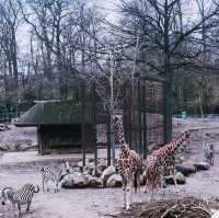 《丹麥🇩🇰 哥本哈根動物園 Copenhagen Zoo》 親子遊好去處