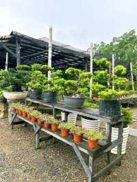 Why Choose AGRO Nursery?
