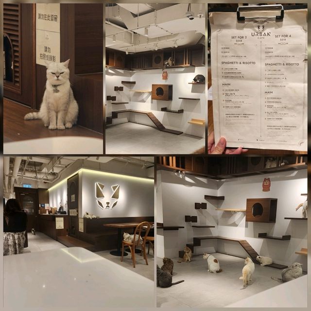 Urban Cafe📍旺角兆萬中心