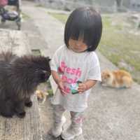 【愛媛】フェリーで行く猫の島🐈