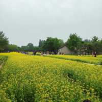 「白登河濕地公園：春季賞花，戶外活動的絕佳去處」