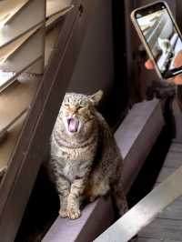 Houtong Cat Village หมู่บ้านแมวไทเปสุดคิ้ว 🏠🐈