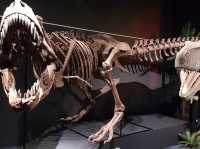 Queensland Museum Tropics | Townsville