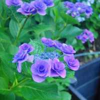 【鎌倉】長谷寺のあじさい！人気の紫陽花路を散策