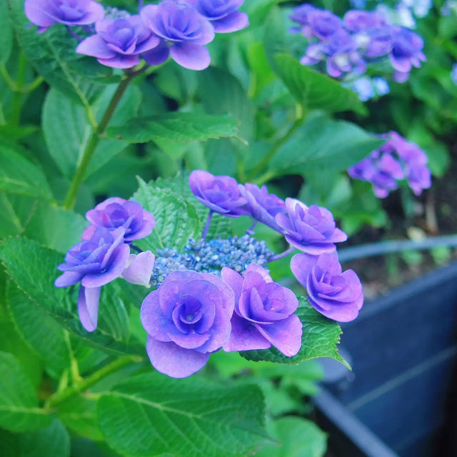 【鎌倉】長谷寺のあじさい！人気の紫陽花路を散策