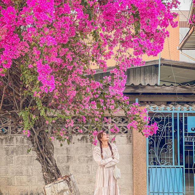 แจกพิกัดถ่ายรูปกับดอกเฟื่องฟ้าโคราช