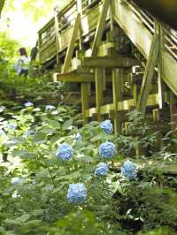 今が見頃！2024年明月院　紫陽花の見頃情報