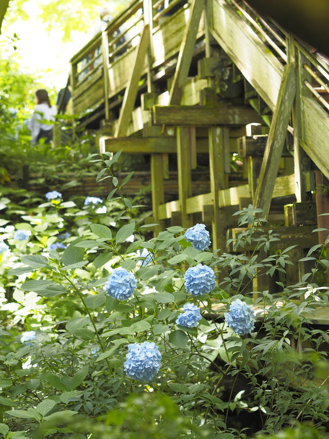 今が見頃！2024年明月院　紫陽花の見頃情報