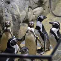 沖繩室內動物園 DMM水族館