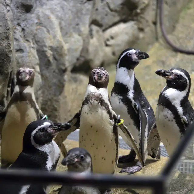沖繩室內動物園 DMM水族館