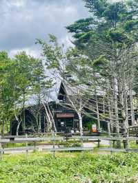 【長野県/諏訪市　夏でも涼しい霧ヶ峰に咲く黄色い花”ニッコウキスゲ”】