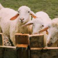 Maekee Sheep House