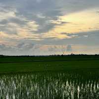 Paddy Field!!