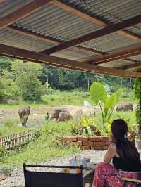 Mae Wang Elephant at River 🐘🌳