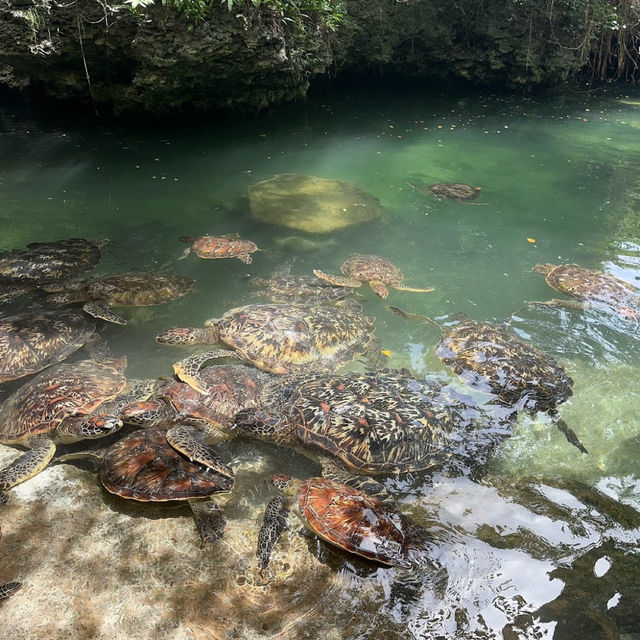 海亀と遊泳体験🐢💚