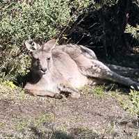 Mornington Peninsular National Park Australia.