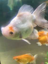 สถานแสดงพันธุ์สัตว์น้ำ ภูเก็ต (Phuket Aquarium )