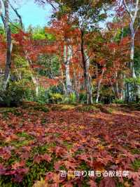 美しい苔と青もみじ癒やされたい！そんな時は【祇王寺】