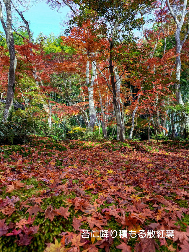 美しい苔と青もみじ癒やされたい！そんな時は【祇王寺】