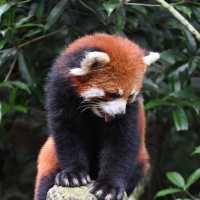 An Enchanting Encounter: Spotting Red Pandas in Panda Valley
