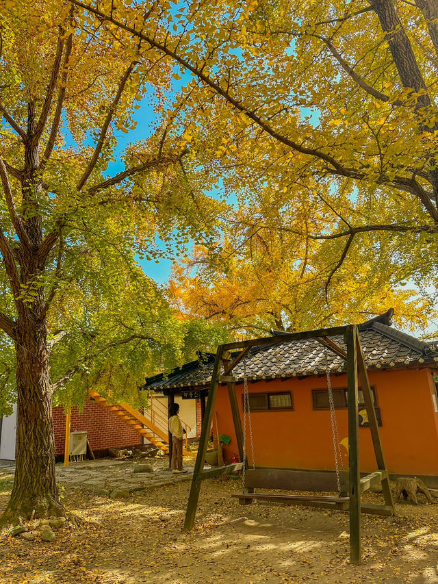 다가오는 가을에 꼭 가야하는 은행나무 명소 💛