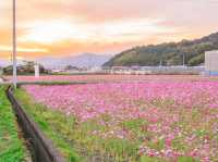 岩脇地區波斯菊花田