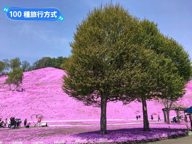 日本北海道-宛如粉紅色地毯的芝櫻花海：東藻琴 芝櫻公園
