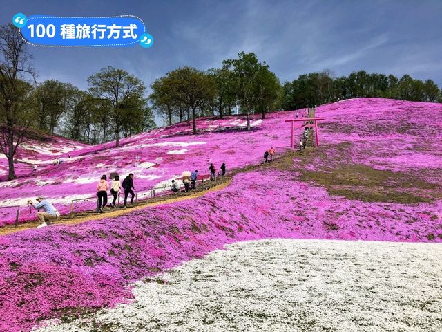 日本北海道-宛如粉紅色地毯的芝櫻花海：東藻琴 芝櫻公園