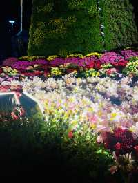 Daisy festival in Daejeon 