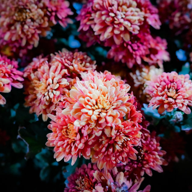 Flower Exhibition at Gardens by the Bay