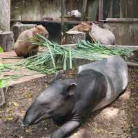 泰國動物園🦏🦒🦛🐘🦘🦥🦙🐅🐒🦓🦓