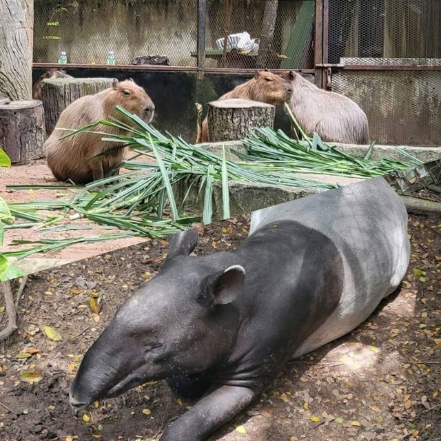 泰國動物園🦏🦒🦛🐘🦘🦥🦙🐅🐒🦓🦓