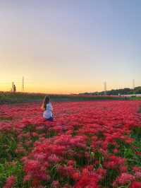 【愛知 秋の絶景】🌸 真っ赤に染まる絶景！矢勝川堤で彼岸花を楽しもう🌸