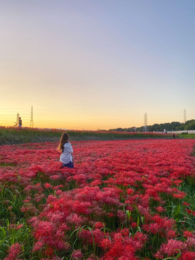 【愛知 秋の絶景】🌸 真っ赤に染まる絶景！矢勝川堤で彼岸花を楽しもう🌸