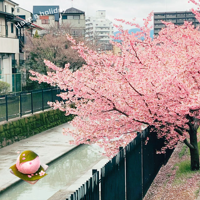 ～淀の河津櫻～