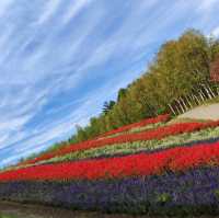 北海道之旅- 富良野富田農場/四季彩之丘