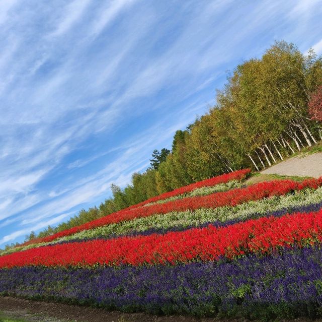 北海道之旅- 富良野富田農場/四季彩之丘