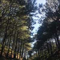 Ta Nang - Phan Dung hiking trail is very beautiful