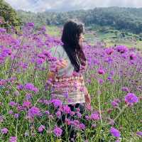 สวนดอกไม้ริมข้างทาง  ทุ่งบัวตอง แม่ฮ่องสอน