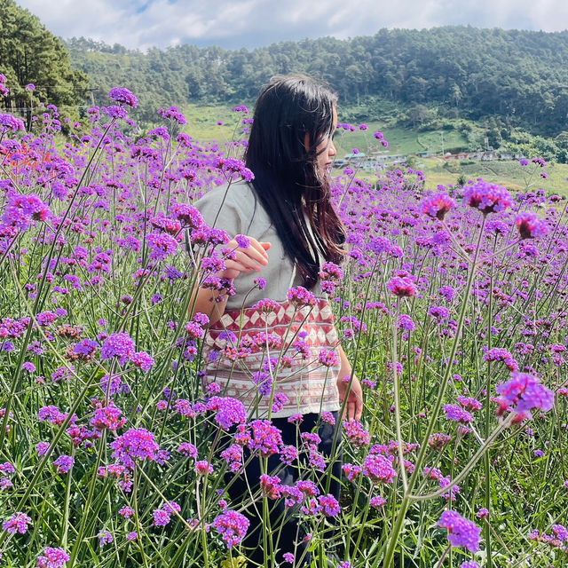 สวนดอกไม้ริมข้างทาง  ทุ่งบัวตอง แม่ฮ่องสอน