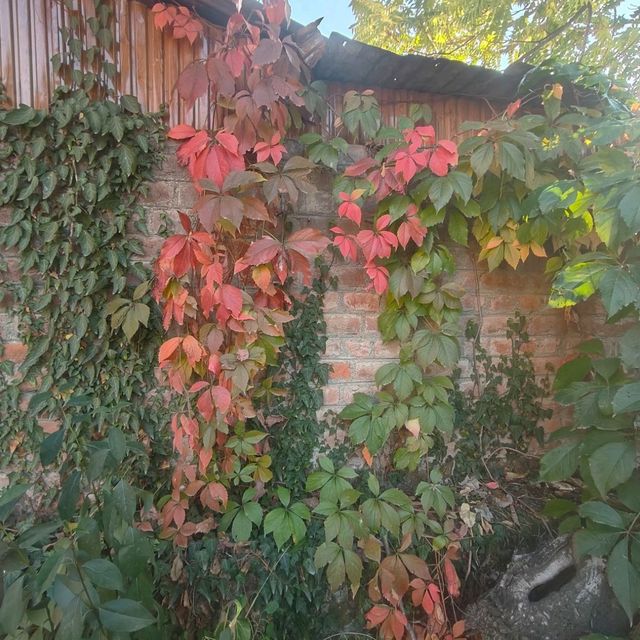 walk along the Jhelum river during autumn 🍁