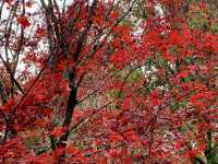 福壽山農場-台中絕美欣賞紅葉景點