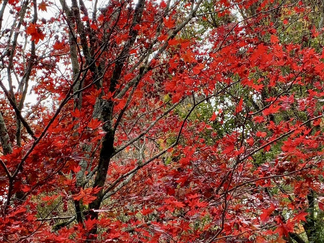 福壽山農場-台中絕美欣賞紅葉景點