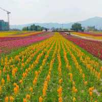 【江原道】100万本の花が咲く絶景のお花畑♡